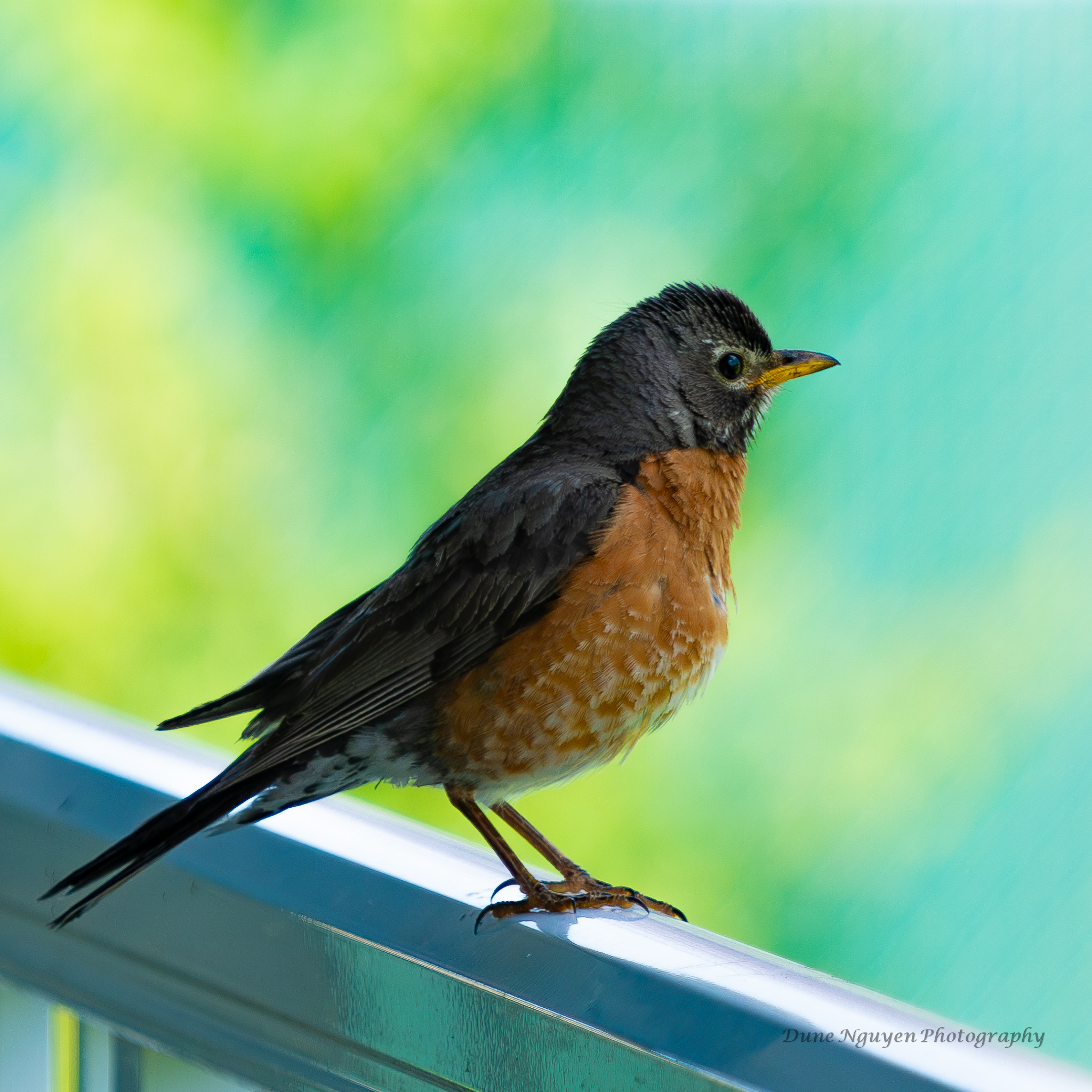 Cool Bird on my Veranda Railing