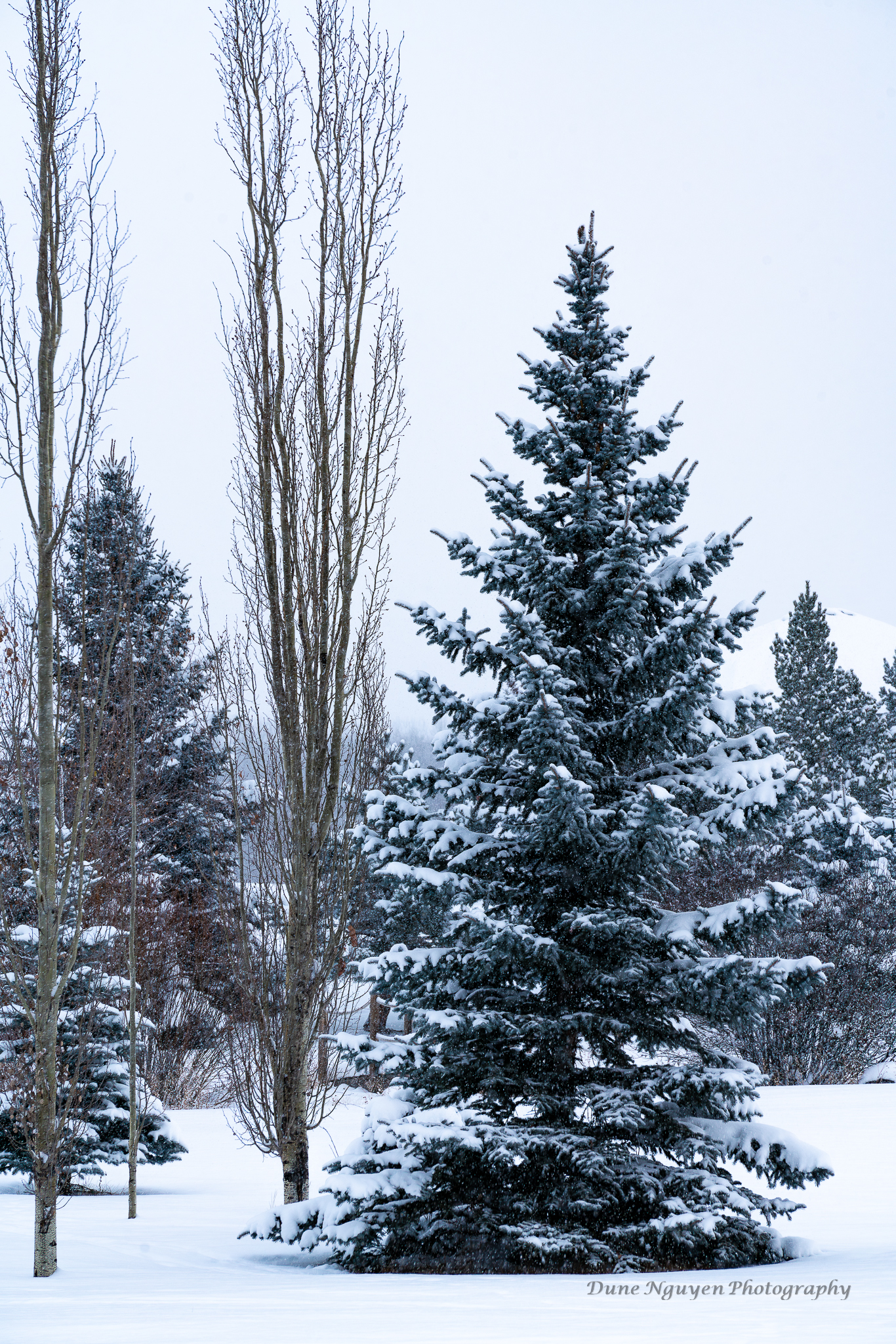 Trees in The Snow in Sherwood Park, AB, Canada